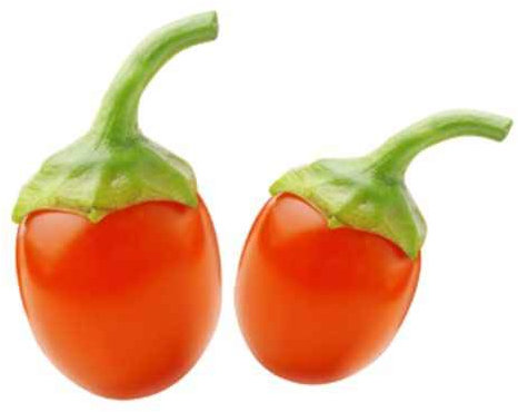 Goji Beere Lycium barbarum Pflanze 60-70 cm im Topf vitaminreich, winterhart, pflegeleicht, Bocksdorn Strauch für Garten & Balkon – ideal zum Naschen & gesundes Superfood