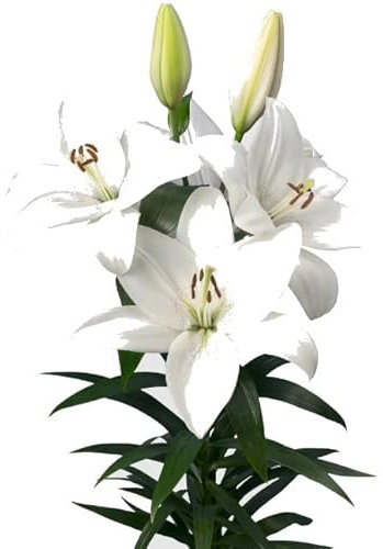 Lirio o Lilium Planta Natural de Interior con Grandes Flores