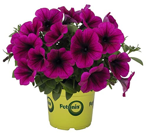 Petunia Natural de Exterior Planta Perenne -Flores de Color