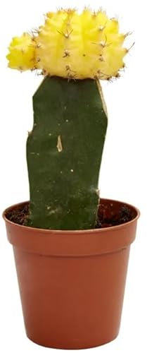 Cactus Gymnocalycium Natural Sumérgete en un Mundo de Colores y Formas Únicas con Nuestros Cactus Injertados