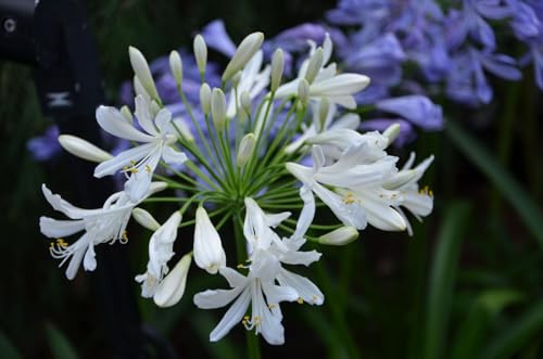 Graines Agapanthe Blanche - Umbellatus White Umbrella - Sachet d'environ 20 graines - Graines de style