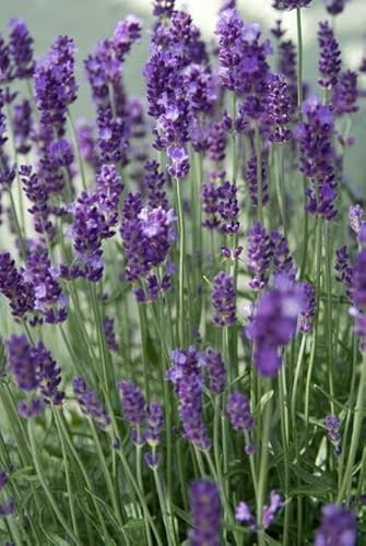 Lavendel Lavandula angustifolia 'Dwarf Blue' 12 Pflanzen Ø9 cm 10-25 cm | winterhart, für Beet und Kübel, bienenfreundlich, robuster Wuchs