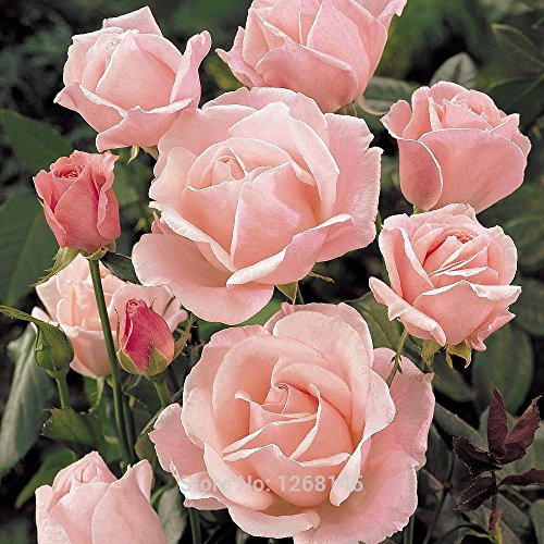 100 pc/lotto Rosa 'Queen Elizabeth' (Floribunda Rose) Hardy Arbusto semi bonsai piante giardino di casa il trasporto libero R03