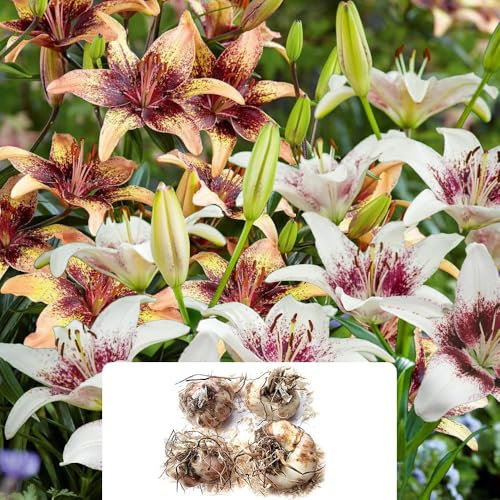 4 Lily Tribal Party Bulbs – Stunning Mix of Vibrant, Colorful Blooms – Perfect for Garden Beds & Bouquets – Summer-Flowering Perennials – Ideal for UK Gardens & Climate Conditions