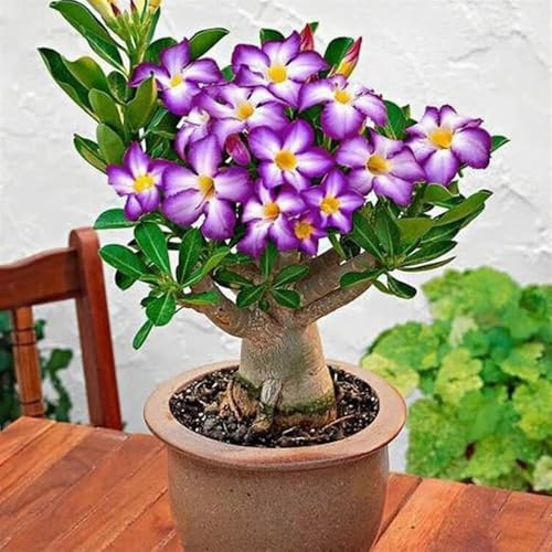 Die Wüstenrosen - (Adenium) Winterharte mehrjährige，Seltene Rosen，Einfach zu Pflegen，Schnelles Wachstum-mit Auffälligen Blüten (D, 1 Knolle)