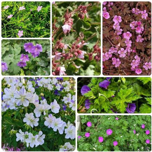 storchschnabel bodendecker, deko steingartenpflanzen winterhart storchschnabel, gartenblumen zimmerpflanzen seltene 200samen