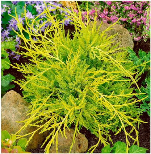GrowOn Shrubs [2 Litre] Dwarf Conifer Juniperus x Media 'Old Gold' | Evergreen Shrub | Outdoor Garden Ready Plant
