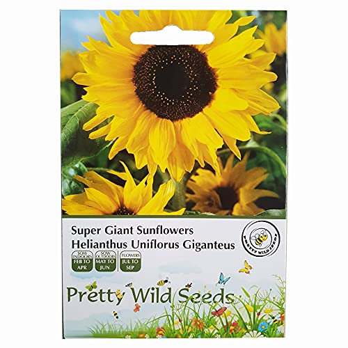 Super Giant Sunflower Helianthus annuus, 'Uniflorus giganteus' Sunflower 50 Seeds
