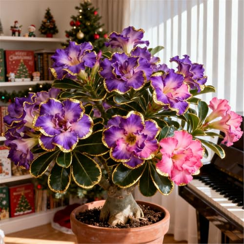 Perenne resistente/Rosa del Deserto rara/Tubero di Rosa del Deserto/Bassa manutenzione/Decorazione d'interni/Accattivante-2 Rizoma-D