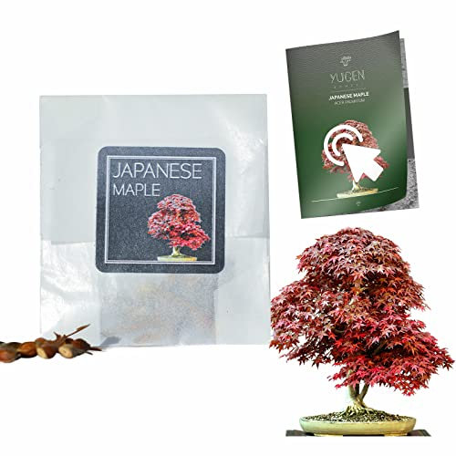 30 Japanese Maple Bonsai Seeds | Acer Palmatum | Growing Guide | Grow Your Own Bonsai Tree | Bonsai Beginners and Enthusiasts