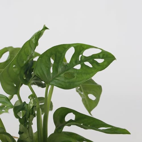 Plant in a Box - Mix di piante in vetro - Set di 2 - Clusia, Monstera - Altezza 15-35cm - ⌀20cm
