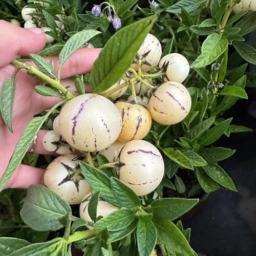 birnenmelone pflanztöpfe pflanzenkübel topfpflanzen draußen winterhart obstbäume hochbeete für garten zimmerbonsai bonsai zwergobstbäume balkon deko dekopflanzen Melonenbirne 200samen