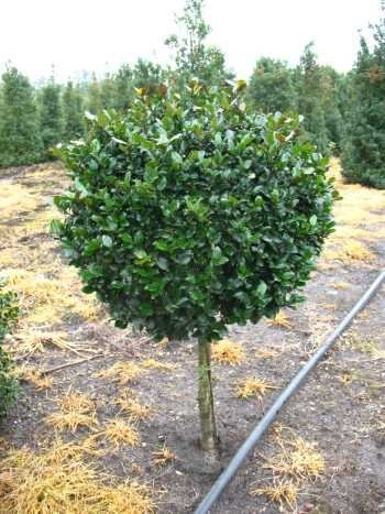 Ilex meserveae Blue Prince -R- 90 cm Stammhöhe Ballen, Kugel 40-50 cm | Winterhart, immergrün & schnittverträglich – blaues Laub, Befruchtersorte, ideal als Hecke, Formgehölz & Kübel