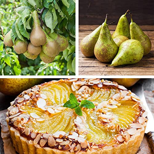 Conference Pear Fruit Tree Pyrus (Quince A) Best Known Variety Self-Fertile Healthy Snack Dessert Pear Easy to Grow Juicy Outdoor Garden Fruit Trees 1x Bareroot Organic Tree by Thompson and Morgan