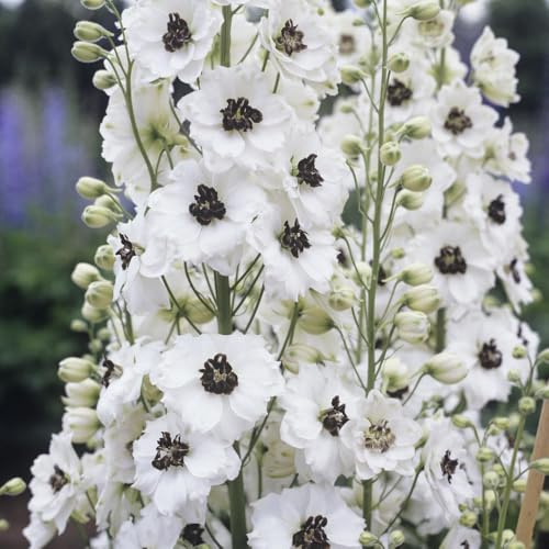 rittersporn balkonpflanzen frühling blumenwiesensaat bonsai topf sommerblumen blumensamen balkon blumensaat blumengarten blumenwiese herbstaussaat mehrjährig blumenstauden winterhart 250samen