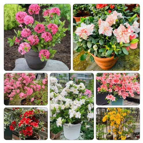 semi di rododendro interno d'appartamento rare giardino 50pcs