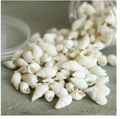 Coquilles de mer Coquilles de mer mixtes, Coquillages for l'artisanat 100 pièces petites belles perles de conque de coquillages naturels for la décoration de plage de sable ornements de fête de table