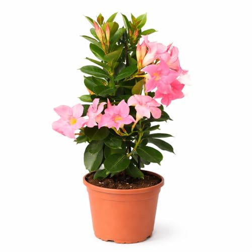 Exotenherz Mandevilla Dipladenia – Flor de embudo – Forma pirámide – Maceta de 14 cm – aprox. 45 – 50 cm – Rosa