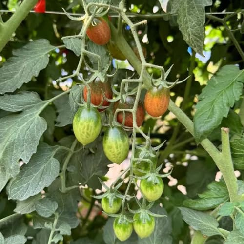 tomatensamen freiland, bio hochbeet garten indoor bodendecker winterhart 10pcs