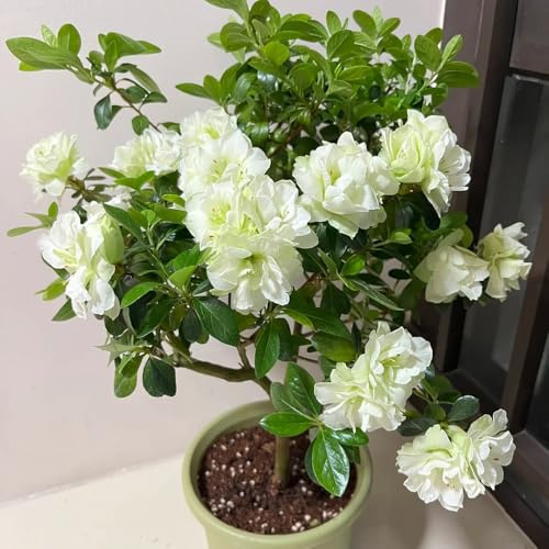semillas de rododendro, azalea resistente, exóticas de balcón, perennes jardín 150pcs