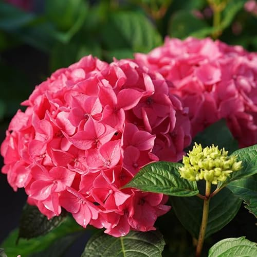 LET’S Dance Loveable™ - Bigleaf Hydrangea - Proven Winners - 4 Pot