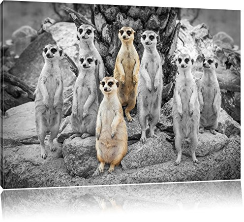 Pixxprint süße Erdmännchen beim spähen B&W, Größe: 100x70cm, Leinwandbild, fertig gespannt, Wandbild, Dekoration, Kunstdruck, kein Poster