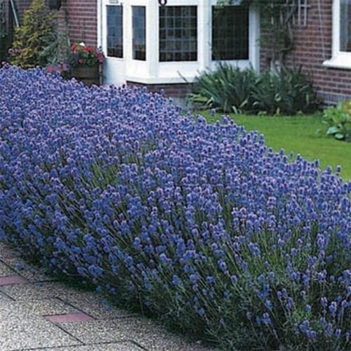 50 graines Munstead- Lavande