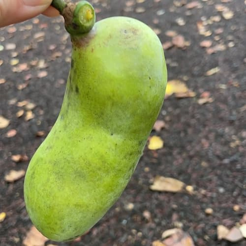 Semi di banano indiano, balcone acquistare semi di papaia, banana indiana, resistenti per il giardino frutteto, verdi semi esotici da frutto 3pcs