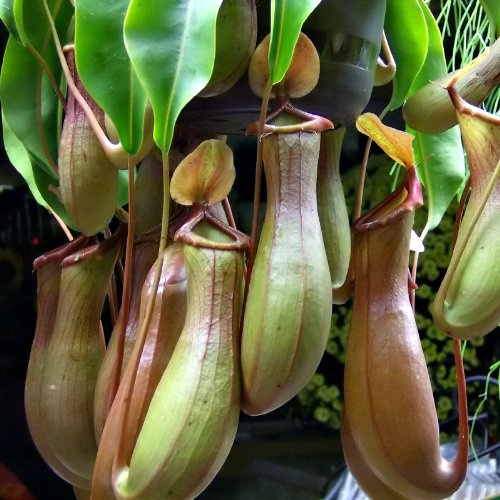 Tropical Pitcher Plant Nepenthes alata