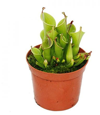 Exotenherz Fleischfressende Pflanze - Sumpfkrug - Heliamphora - 9cm Topf - Rarität