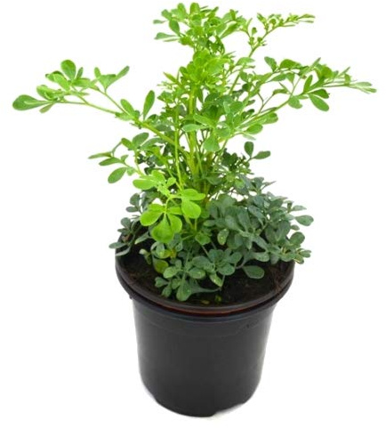 Ruda Común 10cm Planta Natural Maceta Pequeña Ruta Graveolens