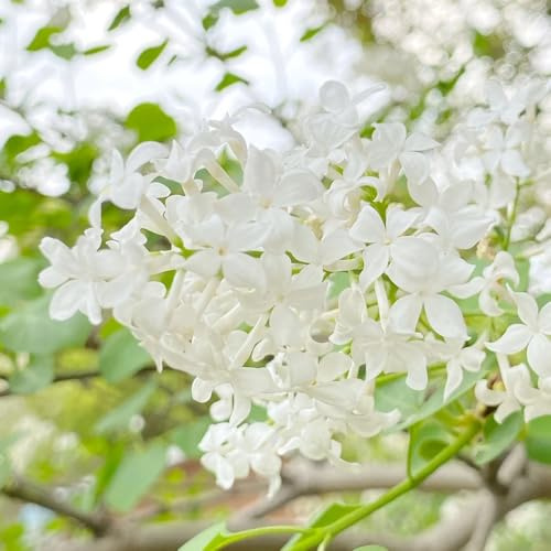 semi di lillà, giardino balcone decorative perenni resistenti biologici interno 420pcs