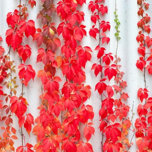 Parthenocissus tricuspidata - Parterre alti giardino resistenti semi esotici di 500pcs
