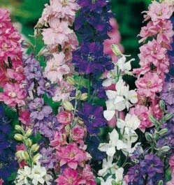 300 Seeds of Flower Larkspur Giant Imperial Mixed