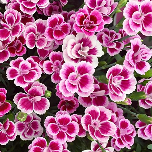 Carbeth Plants Dianthus Pink Kisses in a 12cm Pot (1 Plant)