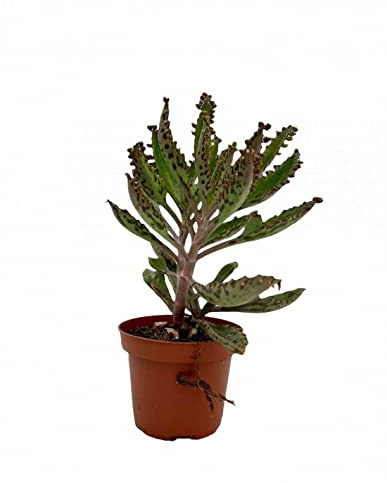 Kalanchoe Daigremontiana Planta Inspiradora Inspírate con su Belleza y Propiedades Saludables
