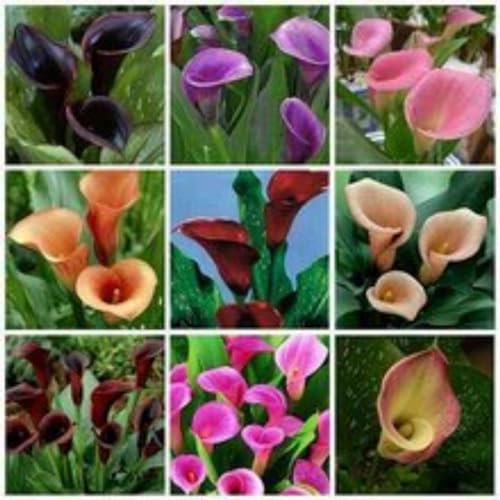 Calla Lily Bulbs,Garden Flowers,Calla Lily Bulbs for Planting Now UK,Plant Bulbs,Cut Flowers,Hardy Perennial,Wedding Flowers-2bulbs-A