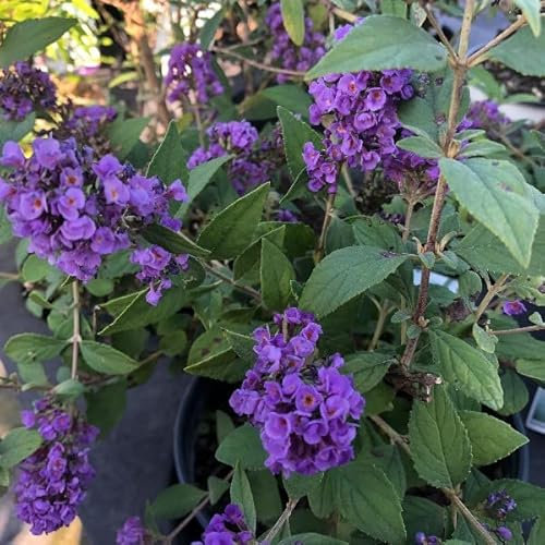 Pianta vera di Buddleja davidii Blue Chip - Diametro Vaso Ø 18 cm