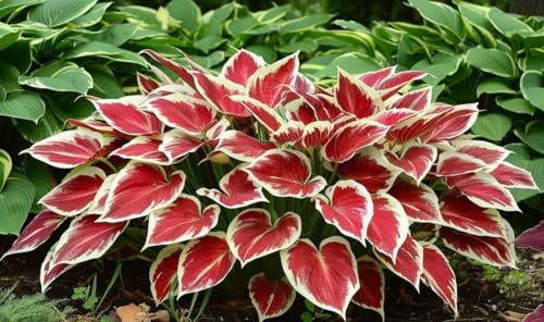 Hosta bulbi,Hosta pianta vera,Piante erbacee perenni,Facile da curare,Decorazione del giardino, bulbi belli e sani,Facile da curare(non fiori artificiali)-4 Bulbi-F