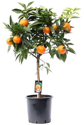 Naranjo Planta Natural | DECOALIVE | Naranjero Árbol Frutal para Terraza y Jardín