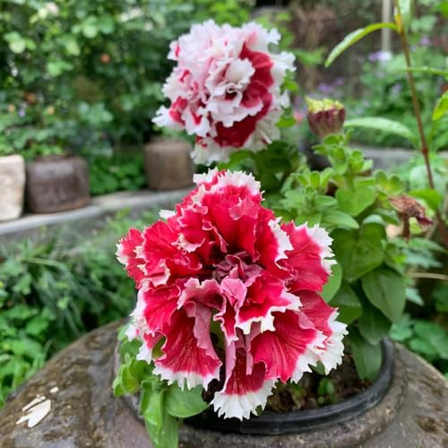 semi di petunia, decorative da giardino resistenti roccioso al pieno sole 700pcs
