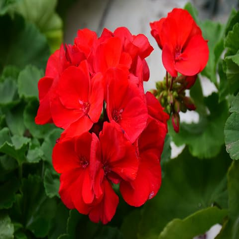 100 semi di geranio rosso pelargonium