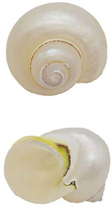 CYJAZNHH Coquillages naturels, Coquillages pour l'artisanat Coquilles de Crabe ermite Croissance Coquillage Grande conque Escargot 2 PCS, Décoration Naturelle for Aquarium Artisanat(D)