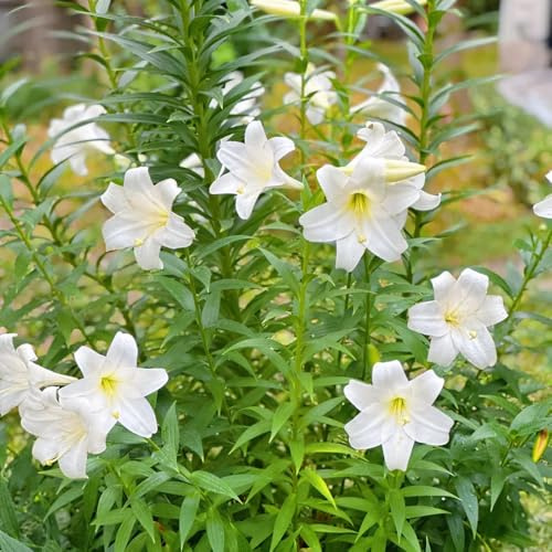 2bulbos de lirios, lilium brownii, otoño, primavera de lirio cebollas frescas, decorativas exóticas resistentes que ecen