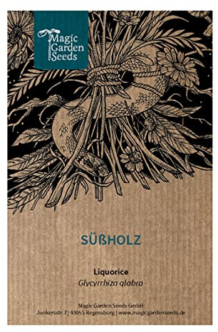 Süßholz (Glycyrrhiza glabra) - ca. 20 Samen