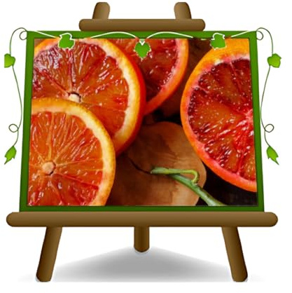 EURO PLANTS VIVAI Agrume – Oranger Tarocco – Plante Fruitière en Pot de 26 cm - Hauteur 150~170 cm