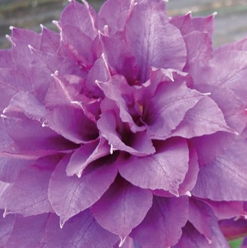 Clematis Vyvyan Pennell 2L - Sorte mit großen lavendelblauen Blüten