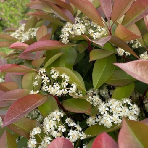 Photinia red robin - semi balcone parterre semi decorativi balcone 500pcs