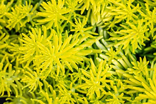 Sedum reflexum 'Angelina' 9x9 cm Topf – Winterhart, Mehrjährig, Pflegeleicht – Mauerpfeffer – Bodendecker für Steingarten & Dachbegrünung
