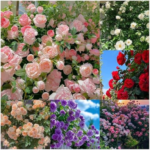 Seltene Rosen-Rhizom, Überraschend wachsend, Winterhart Mehrjährig, Geeignet für Frühling und Herbst, Kein Gießen Erforderlich, Pflegeleicht-1 Rhizom-D